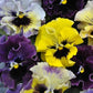 Viola Seeds Frizzle Sizzle Mini Tapestry 50 Flower Seeds