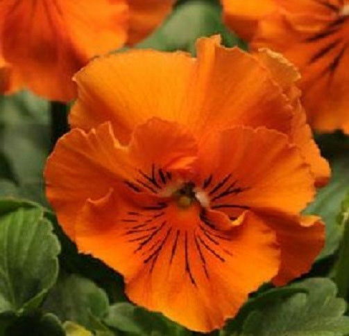 Frizzle Sizzle Orange Pansy Seeds 50 Flower Seeds