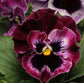 Pansy Frizzle Sizzle Raspberry 50 Pansy Seeds
