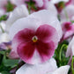 Pansies Spring Grandio Beacon Rose 50 Pansy Seeds
