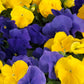 Pansies Spring Grandio Bright Color Mix 50 Pansy Seeds
