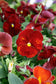 Pansy Seeds Pansy Spring Grandio Clear Scarlet 50 Seeds