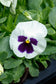Pansies Spring Grandio White Blotch 50 Pansy Seeds