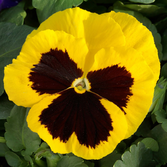Pansies Spring Grandio Yellow Blotch 50 Pansy Seeds