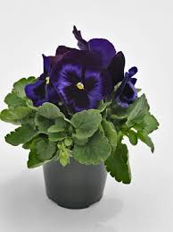 Pansy Seeds Inspire Plus Blue Velvet 50 Flower Seeds