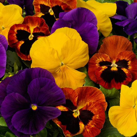 Pansies Majestic Giant Autumn Mix 25 thru 500 Flower Seeds