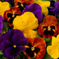Pansies Majestic Giant Autumn Mix 50 Pansy Seeds