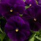 Pansies Majestic Giant Clear Purple 50 Pansy Seeds