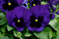 Pansies Majestic Giant Deep Blue Blotch 50 Pansy Seeds
