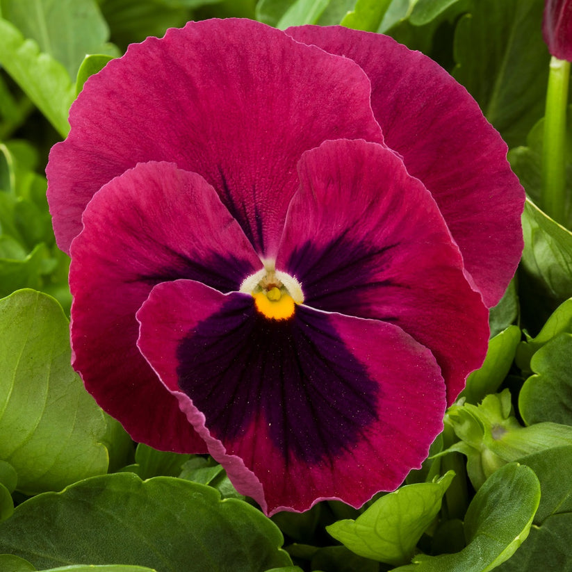 Giant Pansy Seeds Pansies Majestic Giant Rose Blotch