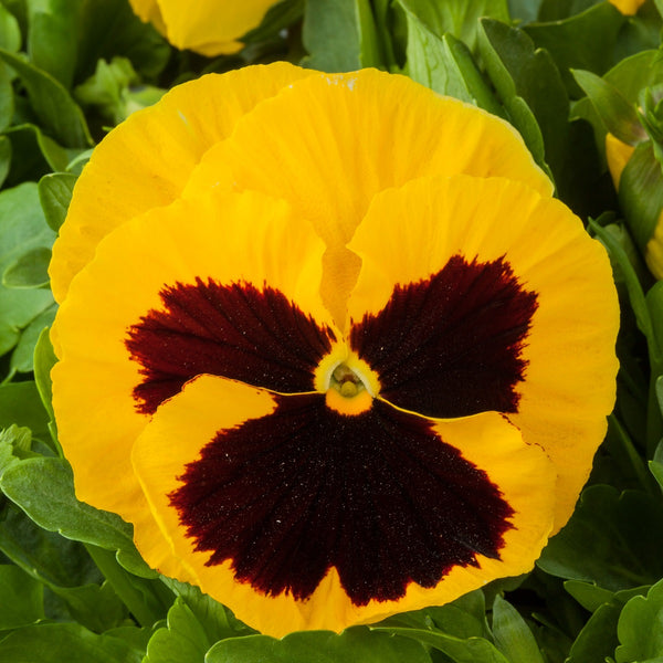 Pansy Seeds Majestic Giant Yellow Blotch 25 thru 500 Bulk Flower Seeds
