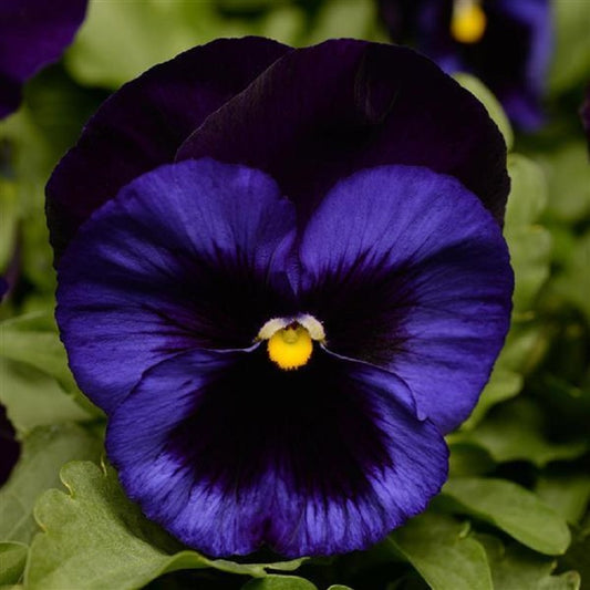 25 Pansy Seeds Spring Matrix Denim Pansies