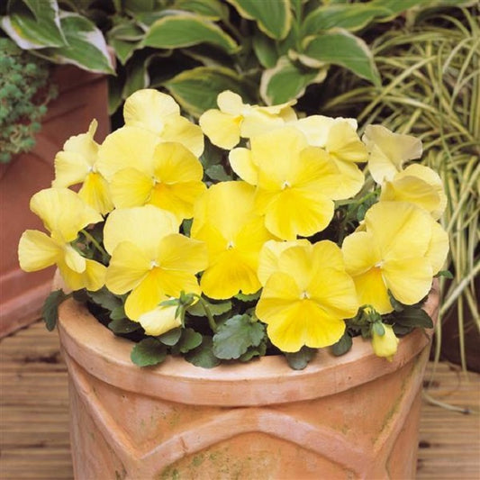 25 Pansy Seeds Spring Matrix Lemon Pansies