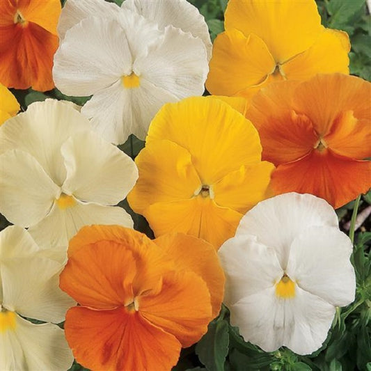 Matrix Pansy Seeds 25 Pansies Seeds Matrix Citrus