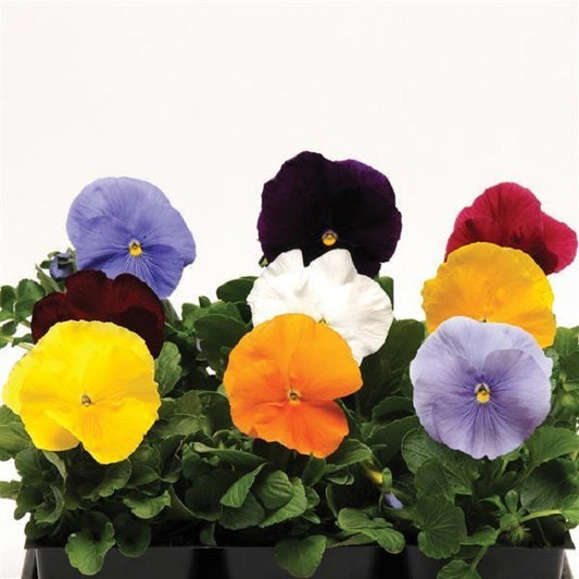 Matrix Pansy Seeds 25 Pansies Seeds Matrix Clear Mix
