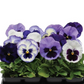 Pansy Seeds For Sale Pansy Matrix Ocean Breeze Mix 25 Pansy Seeds