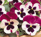 25 Flower Seeds For Sale Pansy Seeds Matrix Rose Wing