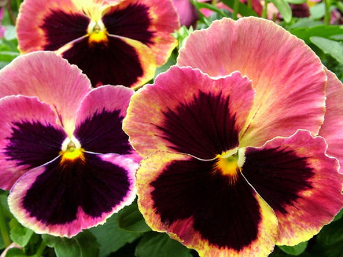 Pansy Seeds Pansy Matrix Sunrise 25 Seeds Pansies – trailingpetunia.com