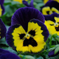 25 Flower Seeds For Sale Pansy Seeds Matrix Yellow Purple Wing