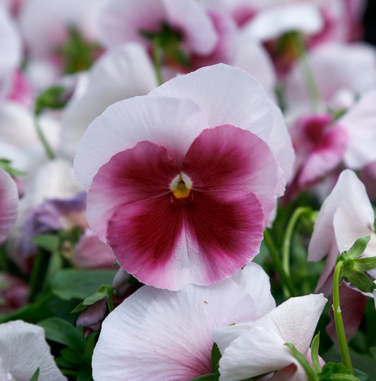 Spring Flower Seeds Pansy Seeds Spring Grandio Beacon Rose 25 thru 500 Seeds