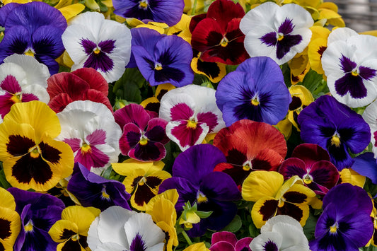 Pansy Seeds Pansy Spring Grandio Blotch Mix 50 Seeds