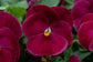 Pansy Seeds Pansy Spring Grandio Clear Rose 50 Seeds