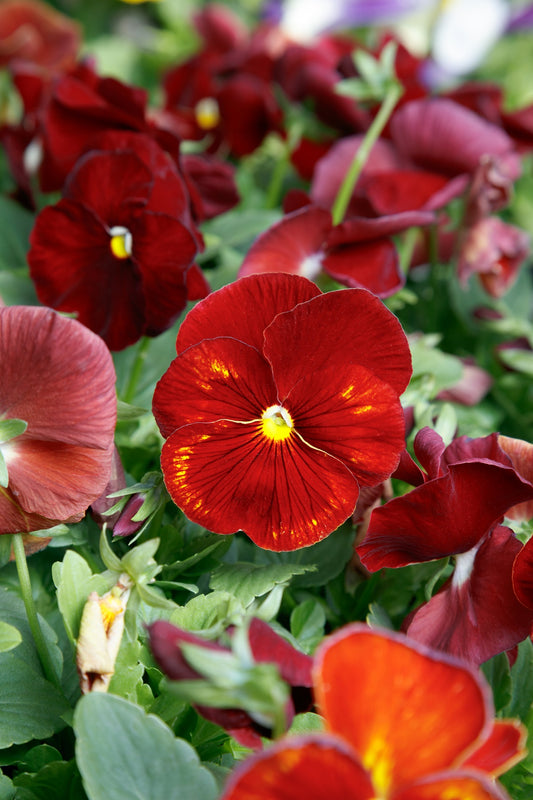 Bulk Pansy Seeds Pansy Spring Grandio Clear Scarlet 25 thru 500 Seeds