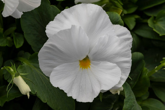 Bulk Pansy Seeds Pansy Spring Grandio Clear White 25 thru 500 Seeds