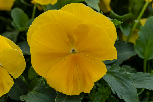 Pansy Seeds Pansy Spring Grandio Clear Yellow 50 Seeds