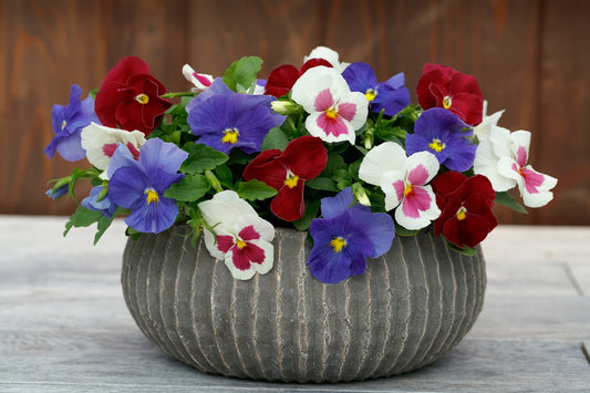 Spring Flower Seeds Pansy Seeds Spring Grandio Star Spangled Mix 25 thru 500 Seeds