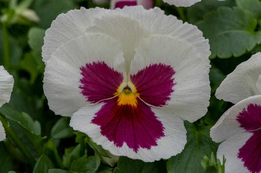 Spring Flower Seeds Pansy Seeds Spring Grandio White Rose Blotch 25 thru 500 Seeds