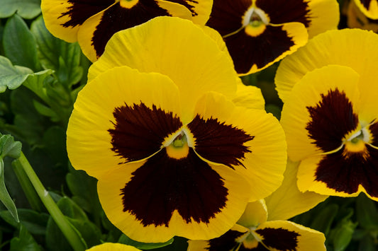 Spring Flower Seeds Pansy Seeds Spring Grandio Yellow Blotch 25 thru 500 Seeds