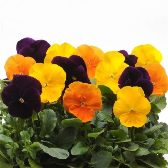 25 Pansy Seeds Spring Matrix Harvest Mix Pansies