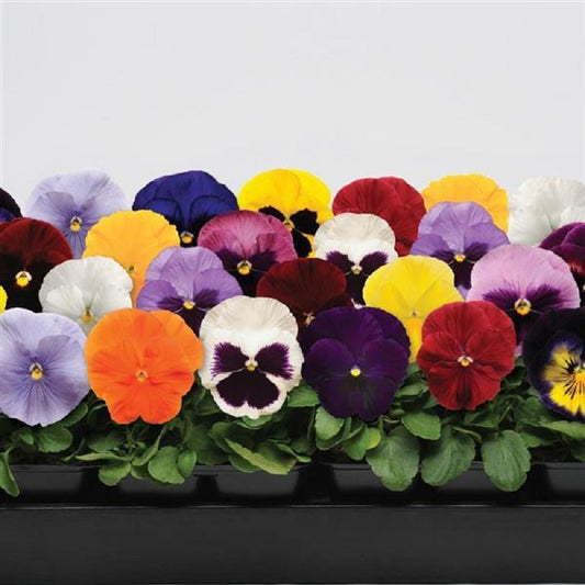 25 Pansy Seeds Spring Matrix Mix Pansies