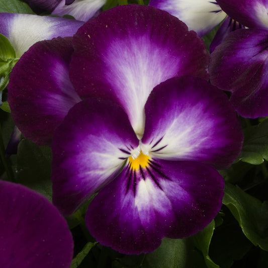 50 Pansy Seeds Ultima Radiance Purple Lace Pansies