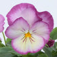 50 Pansy Seeds Ultima Radiance Pink Pansy Seeds