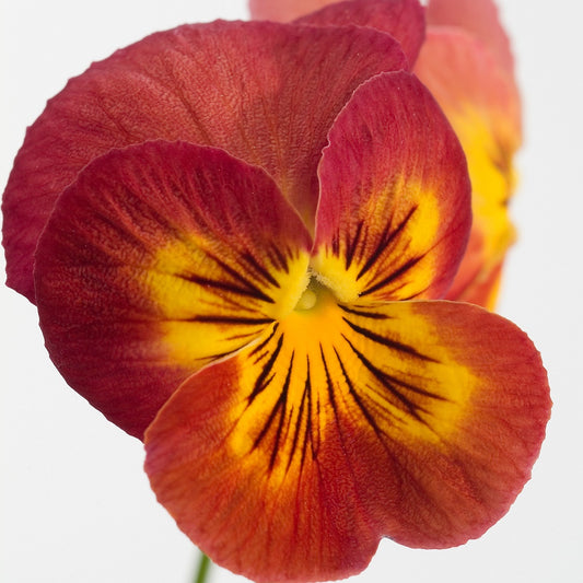 50 Pansy Seeds Ultima Radiance Red Pansy Seeds
