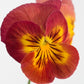500 Pansy Seeds Ultima Radiance Red Flower Seeds