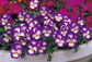 500 Pansy Seeds Ultima Radiance Violet Flower Seeds