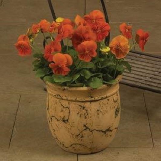 Pansy Seeds Whiskers Orange 25 Flower Seeds Viola Seeds
