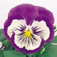 Pansy Seeds Whiskers Purple White 25 Flower Seeds Viola Seeds