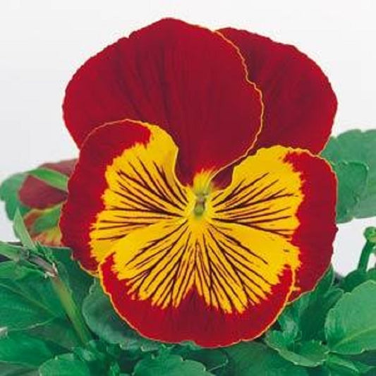 Pansy Seeds Whiskers Red Gold 25 Flower Seeds Viola Seeds