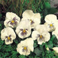 Pansy Seeds Whiskers White 25 Flower Seeds Viola Seeds