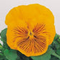 Pansy Seeds Whiskers Yellow 25 Flower Seeds Viola Seeds