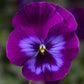 Wonderfall Pansy Seeds 25 Wonderfall Purple With Blue Shades Trailing Pansy Seeds