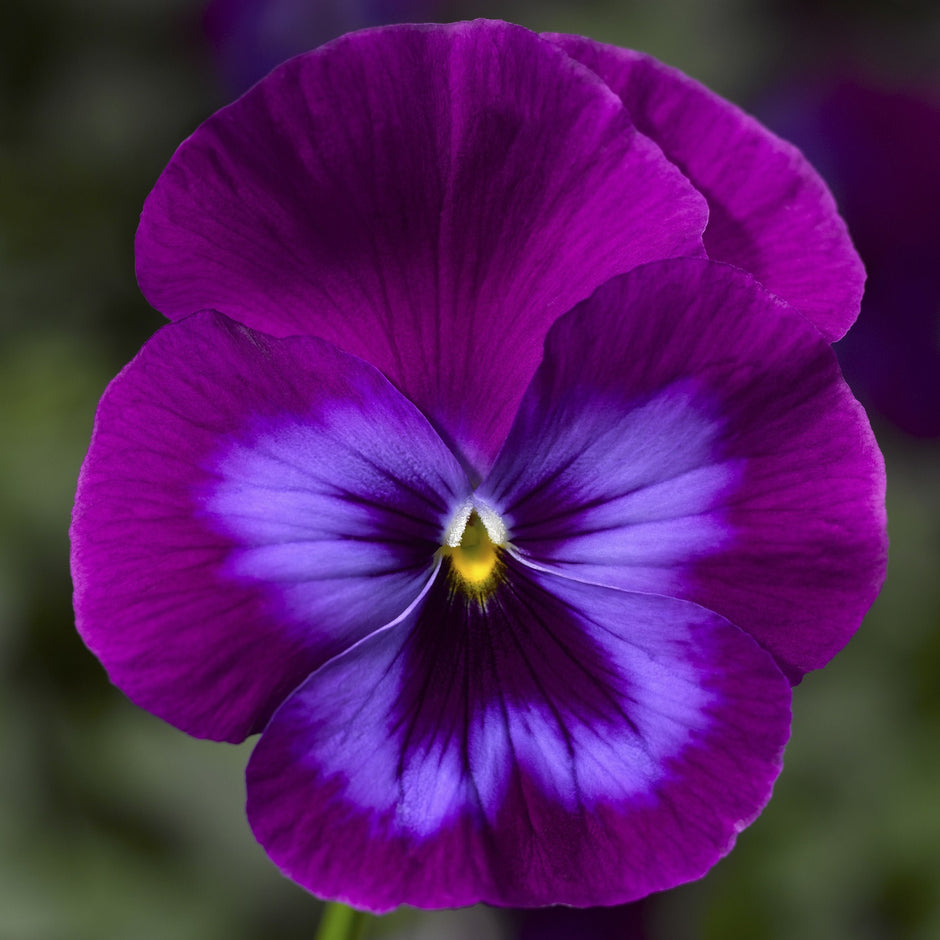 Trailing Pansy Seeds – trailingpetunia.com