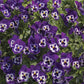 Wonderfall Pansy Seeds 25 Wonderfall Purple With Face Trailing Pansy Seeds