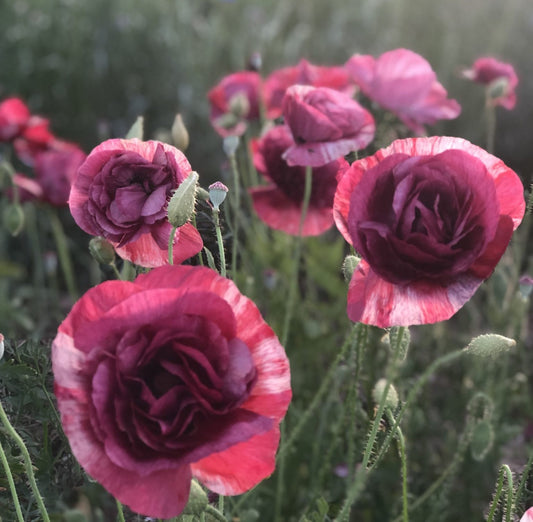 Papaver Rhoeas 100 Seeds Shirley Pandora Poppy Seeds Papaver Seeds
