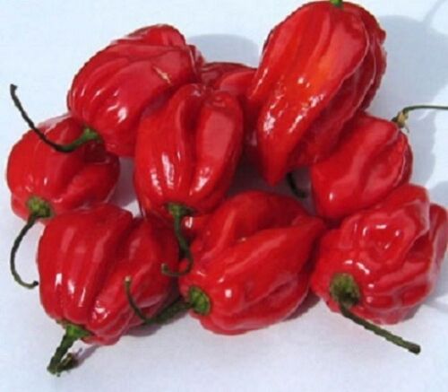 Caribbean Red Habanero Pepper Seeds Pepper Seeds 25 thru 200 Seeds