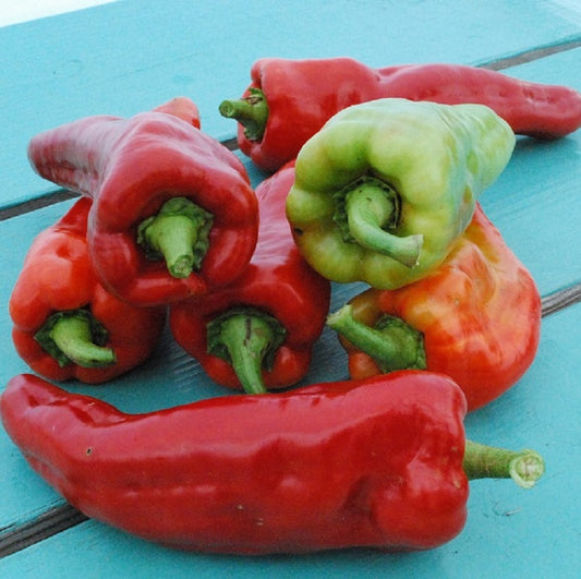Giant Aconcagua pepper seeds 25 thru 250 sweet pepper seeds